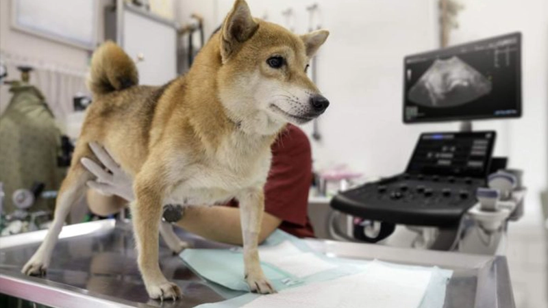 Cómo elegir un ecógrafo veterinario (guía completa según uso, especies y frecuencia)