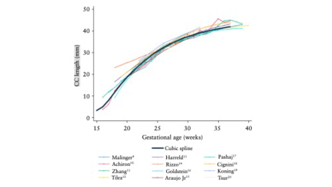 Plano Sagital Ecografia Transvaginal